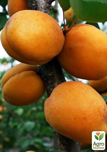 Ексклюзив! Абрикос золотисто-помаранчевий "Чудеса саду" (Wonders of the Garden) (преміальний ароматний сорт) - фото 2