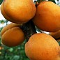 Ексклюзив! Абрикос золотисто-помаранчевий "Чудеса саду" (Wonders of the Garden) (преміальний ароматний сорт) купить