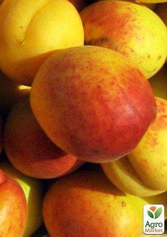 Ексклюзив! Абрикос жовто-помаранчевий "Солодке життя" (Sweet life) (канадська селекція, преміальний морозостійкий сорт) - фото 4