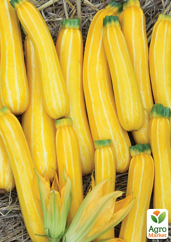 Кабачок "Санстрайп" ТМ "Vesna Select" 10шт