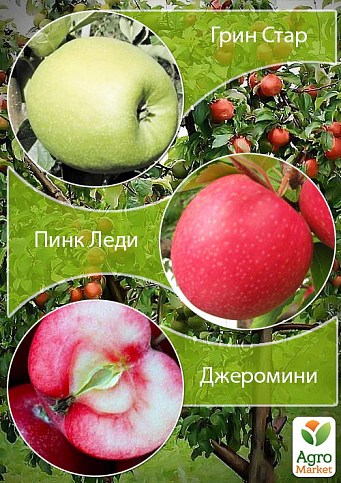 Дерево-сад Яблуня "Грін Стар+Пінк Леді+Джероміні"