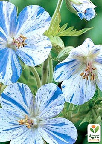 Герань ( Geranium ) многолетняя pratense "Splish Splash"