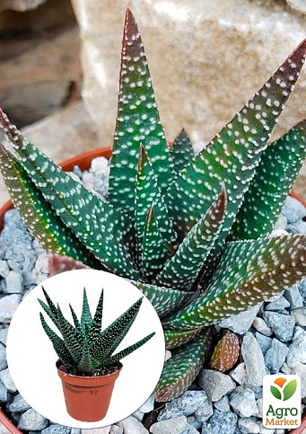 LMTD Хавортия (суккулент) "Royal Highness" высота растения 10см