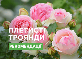 Як обрізати плетисту троянду навесні - корисні статті про садівництво від Agro-Market