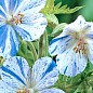 Герань ( Geranium ) многолетняя pratense "Splish Splash"
