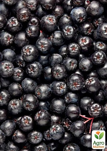 Арония "Всеслава" (рябина черноплодная) - фото 2