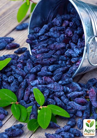 Жимолость "Синяя птица" (ранний срок созревания, устойчивый к осыпанию сорт) - фото 3