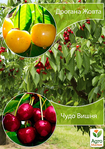 Дерево-сад Черешня "Дрогана Жовта"+Вишня "Чудо Вишня"