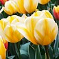 Тюльпан "Jaap Groot" (розмір 11/12, великий) 3шт в упаковці