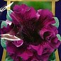 Петунія бахромчата гігантська "Темно-Пурпурова F1" ТМ "Яскрава" 10шт