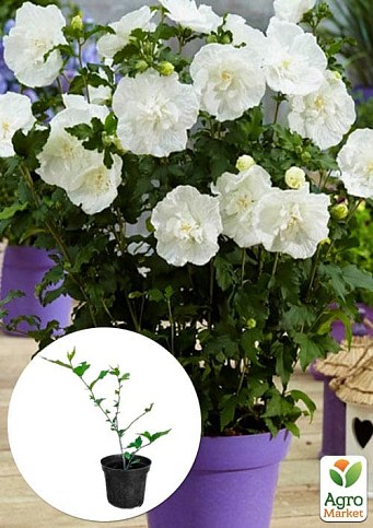 Гибискус сирийский "White Chiffon" С2, высота 35-45 см