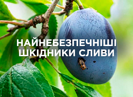 Захист сливи від шкідників: ефективні методи та поради | Agro-market
