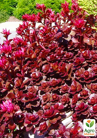 Очиток помилковий "Вуду" (Sedum spurium "Voodoo")