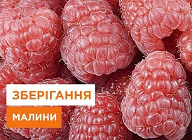 Заготівля малини на зиму - корисні статті про садівництво від Agro-Market