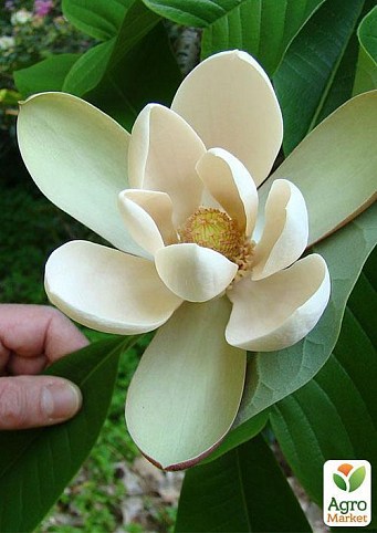 Магнолія лікарська "Officinalis" (вік саджанця 2,5 року)
