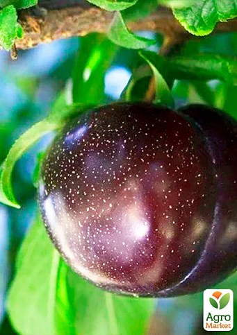 Алича "Блек Голд" (літній сорт, середній термін дозрівання) - фото 2