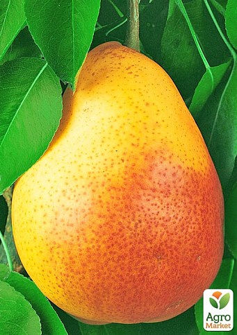 Груша "Десертна" (осінні сорти, середній термін дозрівання)