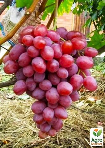 Виноград столовий "Анюта" (укорінений саджанець у контейнері) - фото 2