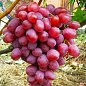 Виноград столовий "Анюта" (укорінений саджанець у контейнері) купить