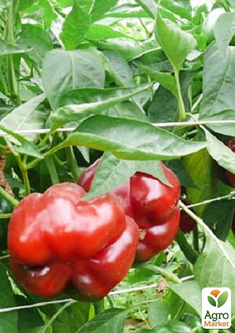 Перець "Ред Булл F1" ТМ "Lark Seeds" 500шт