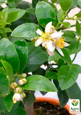 Лайм варієгатний "Tahiti Variegata" (дуже соковитий, ароматний плід) - фото 6