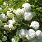 Калина декоративная "Pohjan Neito"(Viburnum opulus "Pohjan Neito")