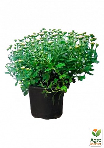 Хризантема Садовая "Pink Button" (горшок ф12 высота 20-30см) - фото 2