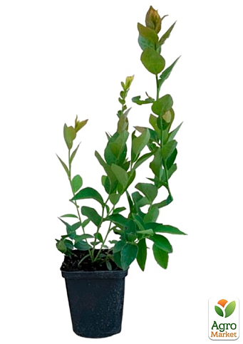 Голубика (черника садовая) "Денис Блю" (Denis Blue) (средний срок созревания, ягода долго хранится) - фото 2