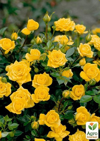 Роза миниатюрная "Yellow Doll" (саженец класса АА+) высший сорт