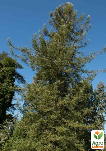 Секвойя вечнозеленая 3-х летняя "Adpressa" С3, высота 30-40см