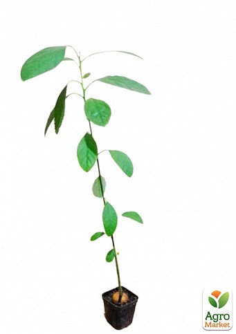 Авокадо (Персея Американська) - фото 2