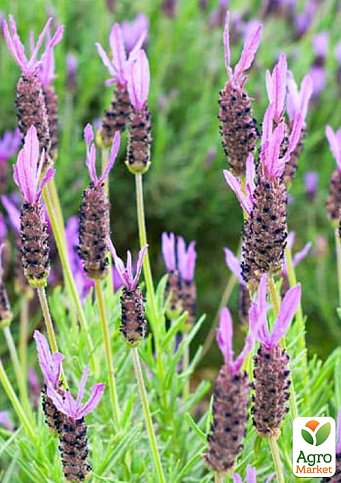 LMTD Лаванда Стэхадская 2-х летняя "Stoechas" (20-30см) - фото 3