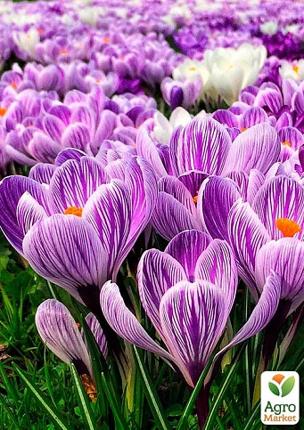 Крокус крупноцветковый "Pickwick" укорененный - фото 4