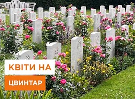 Квіти для кладовища, вибір квітів для посадки на цвинтарі | Agro-Market