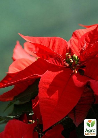 Эуфорбия "Летний вечер" (Euphorbia pulc. Christmas Feelings)  дм 22 см выс. 45 см