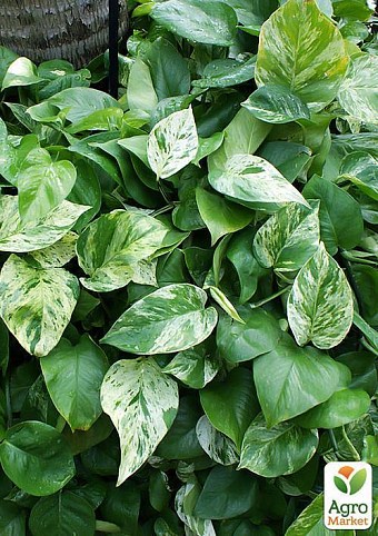 Эпипремнум "Epipremnum Aureum" дм 12 см выс. 25 см