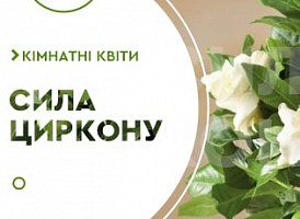 Циркон для кімнатних рослин - корисні статті про садівництво від Agro-Market