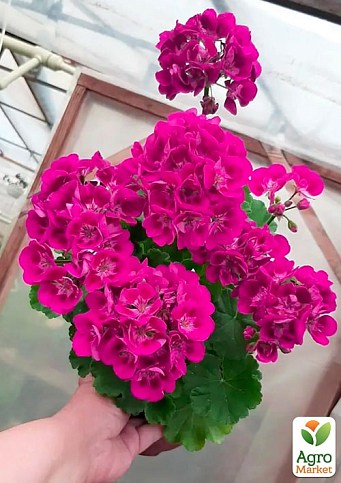 Пеларгонія зональна Flower Fairy "Berry"