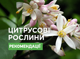 Цитрусове дерево з ароматними квітами - корисні статті про садівництво від Agro-Market