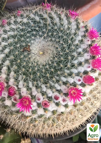Кактус "Маммиллярия" (Mammillaria hahniana) (Нидерланды)