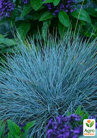 Овсяница сизая  "Compact Blue"