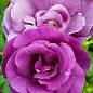 Роза флорибунда "Rhapsody in Blue" (саженец класса АА+) высший сорт