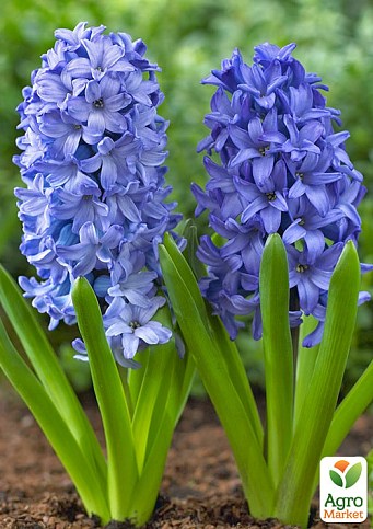 Гиацинт "Aqua" - фото 3