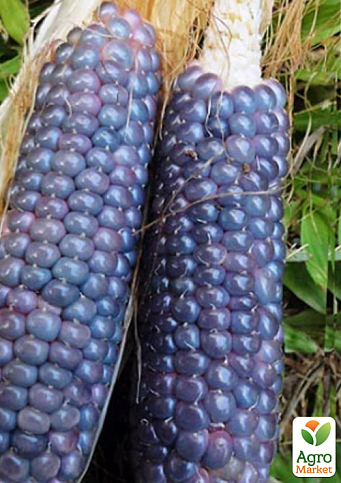 Кукурудза "Блакитний нефрит" ТМ "Vesna Select" 10шт