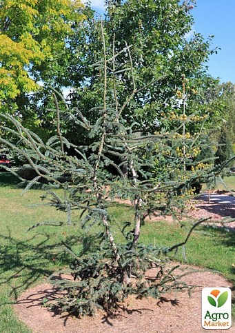 Ель 2-х летняя Энгельмана "Snake" С3, высота 20-25см - фото 2