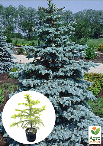 Ель Мейера "Picea Meyeri" вазон С2, высота 20-35см