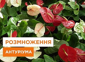 Ефективне розмноження антуріуму - корисні статті про садівництво від Agro-Market