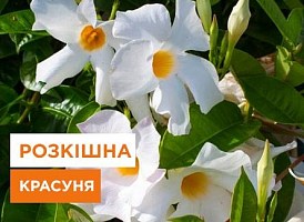 Диплодування - вирощування та догляд - Agro-Market