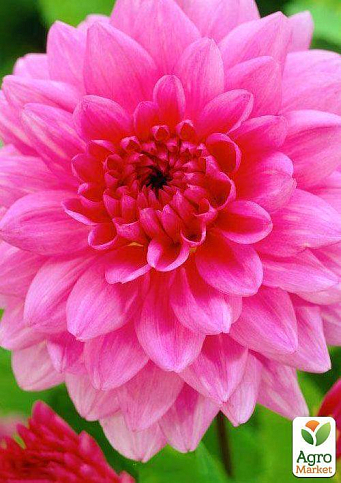 Жоржина "Rosella" 1шт в упаковці - фото 2