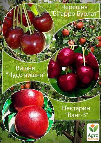 Дерево-сад "Черешня"Бигаро Бурлат"+Вишня "Чудо Вишня"+Персик "Ванг3"